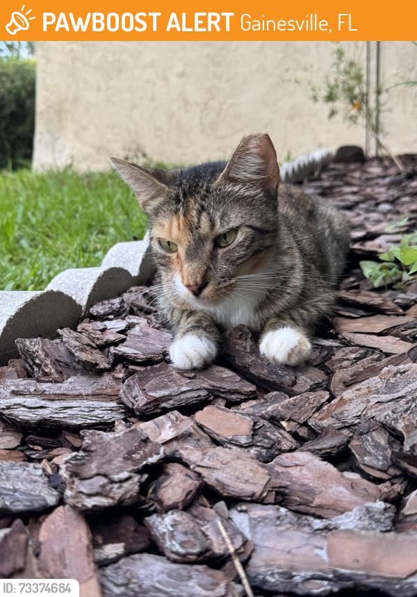 Found/Stray Unknown Cat last seen SW 34th Street & SW Archer Road, Gainesville, FL 32608
