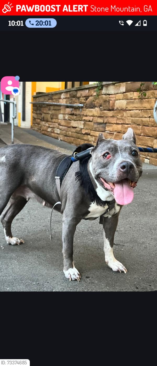 Lost Female Dog last seen Indian Creek & spring leaf point, Stone Mountain, GA 30083