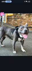 Lost Female Dog last seen Indian Creek & spring leaf point, Stone Mountain, GA 30083