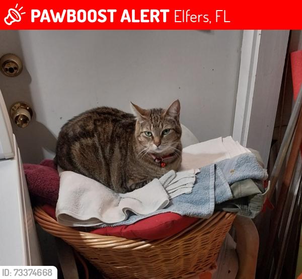 Lost Female Cat last seen MOOG ROAD AND MANOR DRIVE, Elfers, FL 34690