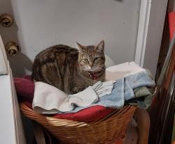 Lost Female Cat last seen MOOG ROAD AND MANOR DRIVE, Elfers, FL 34690