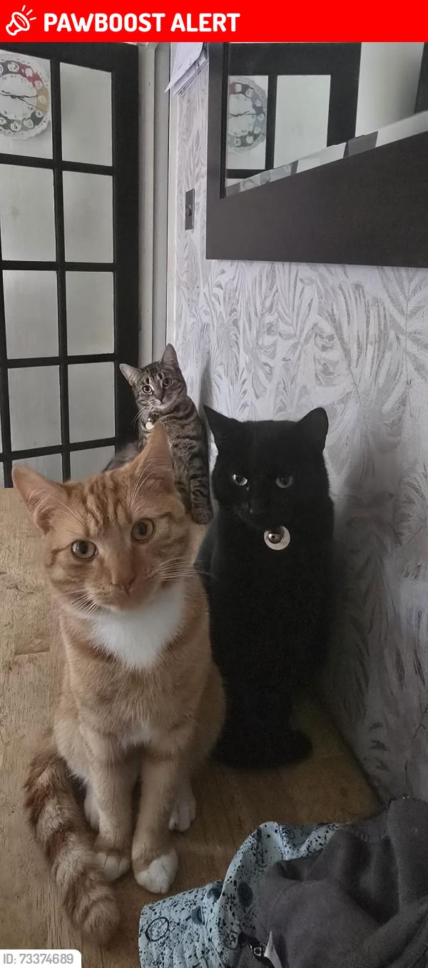 Lost Male Cat last seen Western road cemetery, Wolverton, England MK12 5RR