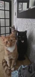 Lost Male Cat last seen Western road cemetery, Wolverton, England MK12 5RR