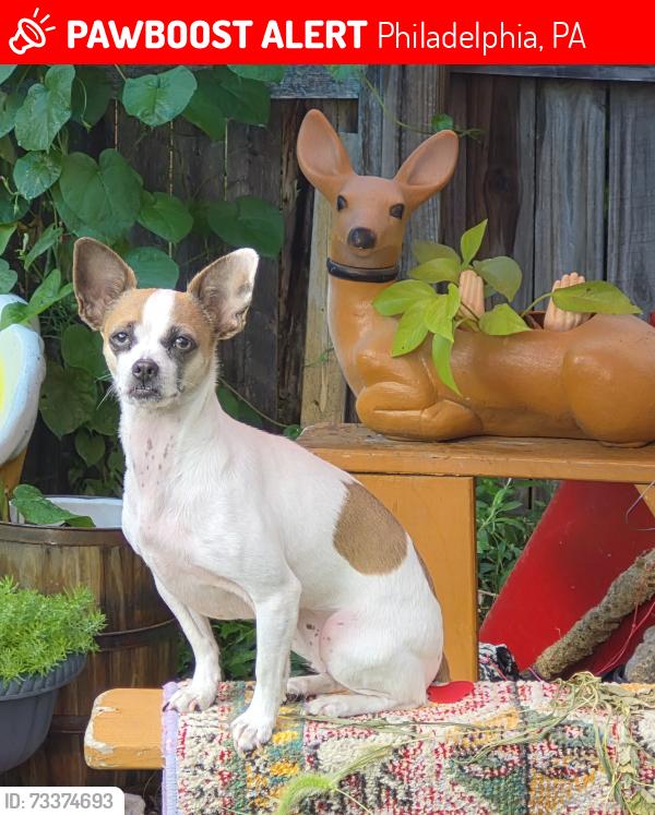 Lost Female Dog last seen Weikel and clearfield, Philadelphia, PA 19134