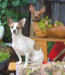 Lost Female Dog last seen Weikel and clearfield, Philadelphia, PA 19134