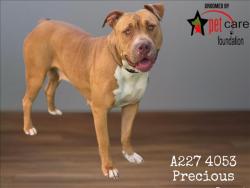 Shelter Stray Female Dog last seen , West Valley Animal Shelter, 20655 Plummer St, Chatsworth, CA 91311, USA