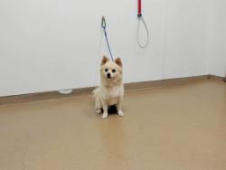 Shelter Stray Male Dog last seen MEEKLAND/A ST, 16 Barnes Ct, Hayward, CA 94544, USA