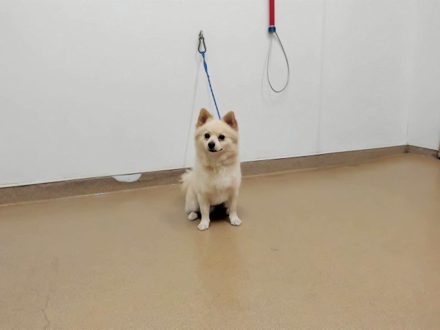 Shelter Stray Male Dog last seen MEEKLAND/A ST, 16 Barnes Ct, Hayward, CA 94544, USA