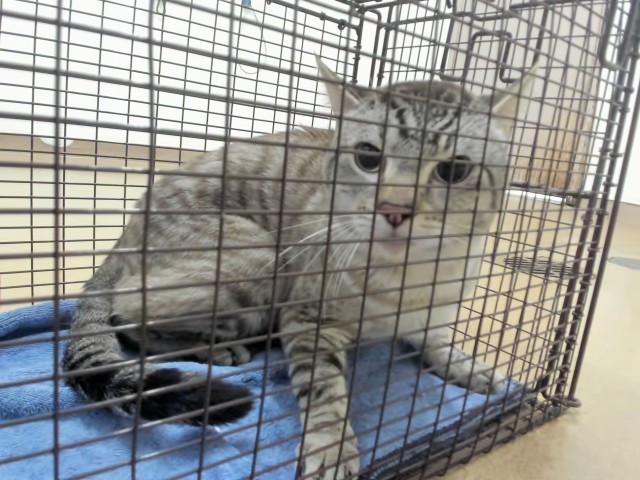 Shelter Stray Unknown Cat last seen INDUSTRIAL, 16 Barnes Ct, Hayward, CA 94544, USA