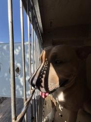 Shelter Stray Male Dog last seen Near BLOCK NE 24TH ST, OKLAHOMA CITY OK 73111, 2811 SE 29th St, Oklahoma City, OK 73129, USA