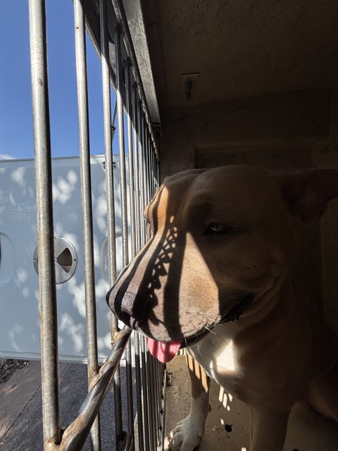 Shelter Stray Male Dog last seen Near BLOCK NE 24TH ST, OKLAHOMA CITY OK 73111, 2811 SE 29th St, Oklahoma City, OK 73129, USA