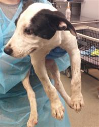 Shelter Stray Male Dog last seen E GRAND & SE 15TH ST, 2811 SE 29th St, Oklahoma City, OK 73129, USA