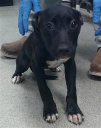 Shelter Stray Female Dog last seen E GRAND & SE 15TH ST, 2811 SE 29th St, Oklahoma City, OK 73129, USA