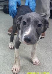 Shelter Stray Female Dog last seen E GRAND & SE 15TH ST, 2811 SE 29th St, Oklahoma City, OK 73129, USA