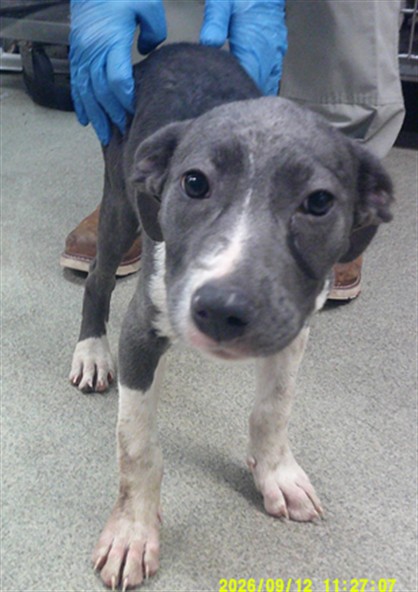 Shelter Stray Female Dog last seen E GRAND & SE 15TH ST, 2811 SE 29th St, Oklahoma City, OK 73129, USA