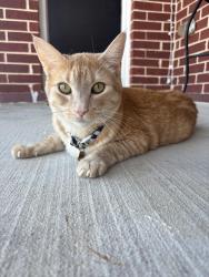 Lost Male Cat last seen Westfield Blvd, Temple, TX 76502