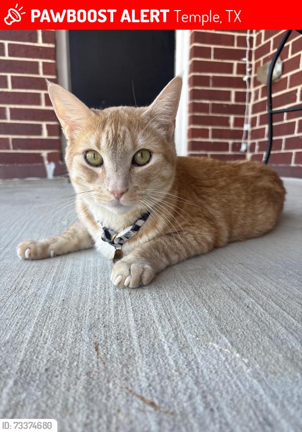 Lost Male Cat last seen Westfield Blvd, Temple, TX 76502