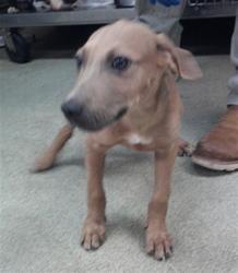 Shelter Stray Male Dog last seen E GRAND & SE 15TH ST, 2811 SE 29th St, Oklahoma City, OK 73129, USA