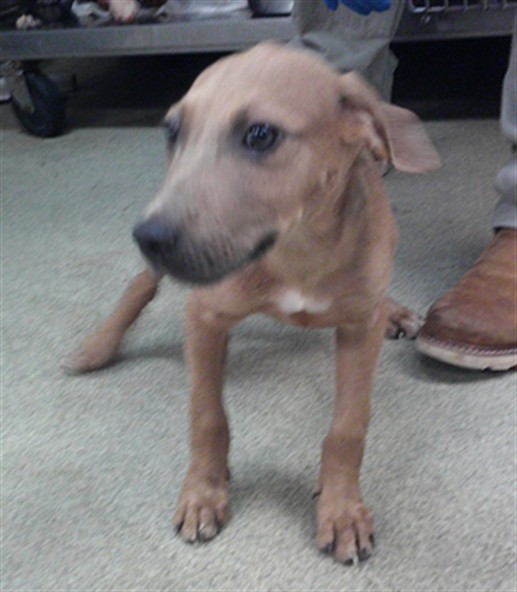 Shelter Stray Male Dog last seen E GRAND & SE 15TH ST, 2811 SE 29th St, Oklahoma City, OK 73129, USA