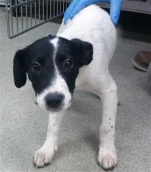 Shelter Stray Male Dog last seen E GRAND & SE 15TH ST, 2811 SE 29th St, Oklahoma City, OK 73129, USA