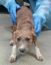 Shelter Stray Female Dog last seen E GRAND & SE 15TH ST, 2811 SE 29th St, Oklahoma City, OK 73129, USA