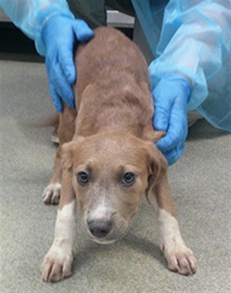 Shelter Stray Female Dog last seen E GRAND & SE 15TH ST, 2811 SE 29th St, Oklahoma City, OK 73129, USA