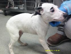 Shelter Stray Male Dog last seen E GRAND & SE 15TH ST, 2811 SE 29th St, Oklahoma City, OK 73129, USA