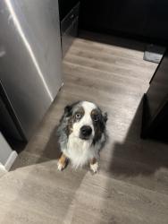 Lost Male Dog last seen Lewis and hydraulic, Wichita, KS 67211