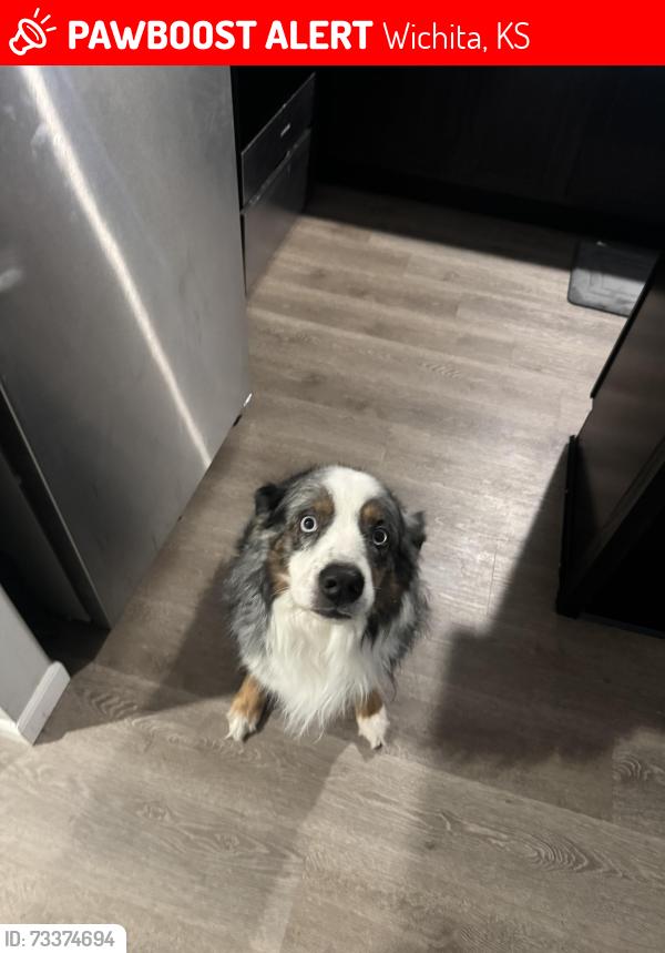 Lost Male Dog last seen Lewis and hydraulic, Wichita, KS 67211