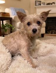 Shelter Stray Female Dog last seen , 957 N Gaffey St, San Pedro, CA 90731, USA