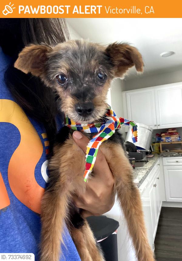 Found/Stray Male Dog last seen Del Amo near the Victorville mall, Victorville, CA 92392