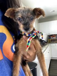 Found/Stray Male Dog last seen Del Amo near the Victorville mall, Victorville, CA 92392