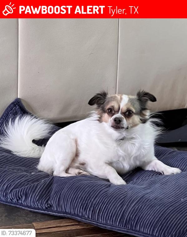 Lost Male Dog last seen South Kennedy Ave. Between Mockingbird and 2nd. st, Tyler, TX 75701