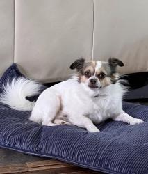 Lost Male Dog last seen South Kennedy Ave. Between Mockingbird and 2nd. st, Tyler, TX 75701