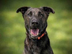 Shelter Stray Male Dog last seen , 2481 Palomar Airport Rd, Carlsbad, CA 92011, USA