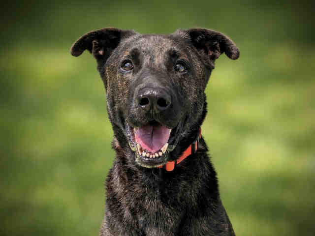 Shelter Stray Male Dog last seen , 2481 Palomar Airport Rd, Carlsbad, CA 92011, USA