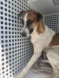 Shelter Stray Male Dog last seen Near BLOCK MADISON ST, RIVERSIDE, CA, 6851 Van Buren Boulevard, Jurupa Valley, CA 92509, USA