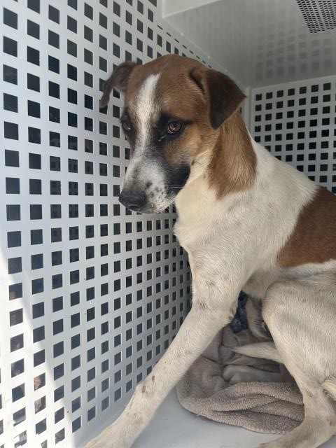 Shelter Stray Male Dog last seen Near BLOCK MADISON ST, RIVERSIDE, CA, 6851 Van Buren Boulevard, Jurupa Valley, CA 92509, USA