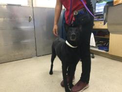 Shelter Stray Female Dog last seen Near BLOCK ESTELLE ST, CORONA, CA, 6851 Van Buren Boulevard, Jurupa Valley, CA 92509, USA