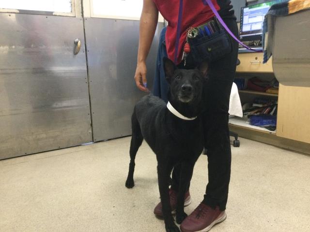 Shelter Stray Female Dog last seen Near BLOCK ESTELLE ST, CORONA, CA, 6851 Van Buren Boulevard, Jurupa Valley, CA 92509, USA