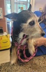 Shelter Stray Male Dog last seen CORAL SPIRNGS DRIVE AND SALT CLAY COURT, 19640 Dogpatch Ln, Land O' Lakes, FL 34638, USA