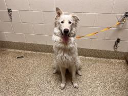 Shelter Stray Female Dog last seen Near BLOCK HALLAM PL, COLORADO SPRINGS, CO, 610 Abbot Ln, Colorado Springs, CO 80905, USA