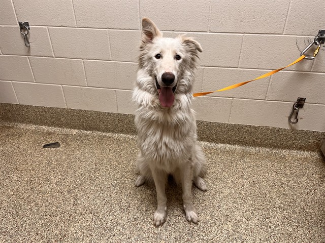 Shelter Stray Female Dog last seen Near BLOCK HALLAM PL, COLORADO SPRINGS, CO, 610 Abbot Ln, Colorado Springs, CO 80905, USA
