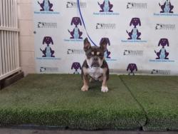 Shelter Stray Male Dog last seen , 2769 Conroy Rd, Orlando, FL 32839, USA