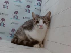 Shelter Stray Male Cat last seen , 2769 Conroy Rd, Orlando, FL 32839, USA