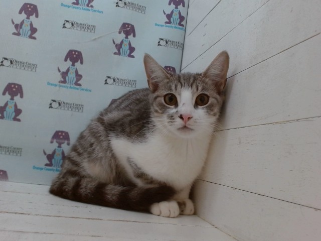 Shelter Stray Male Cat last seen , 2769 Conroy Rd, Orlando, FL 32839, USA