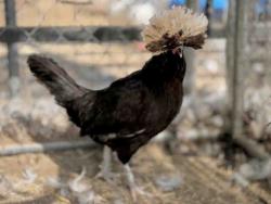 Shelter Stray Male Livestock last seen , 5821 Sweetwater Rd, Bonita, CA 91902, USA