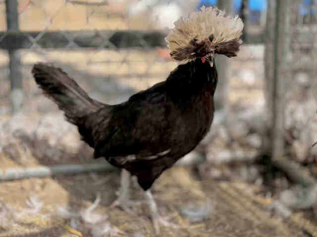 Shelter Stray Male Livestock last seen , 5821 Sweetwater Rd, Bonita, CA 91902, USA