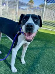Shelter Stray Female Dog last seen , 3201 Lacy St, Los Angeles, CA 90031, USA