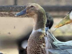 Shelter Stray Female Bird last seen , 5821 Sweetwater Rd, Bonita, CA 91902, USA